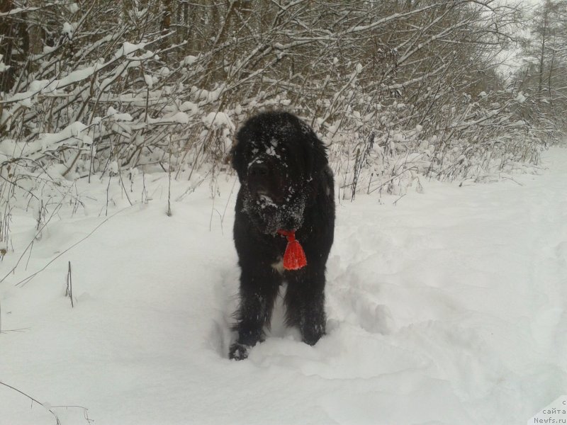 Фото: ньюфаундленд Leslley-Sia Flover (Лесли-Сиа Фловер)