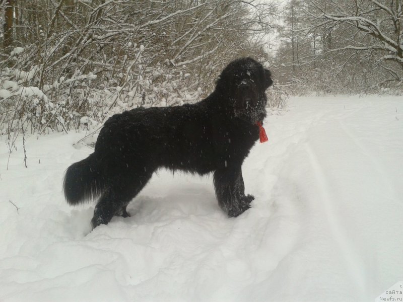 Фото: ньюфаундленд Leslley-Sia Flover (Лесли-Сиа Фловер)