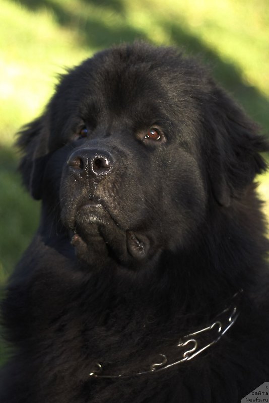 Фото: ньюфаундленд Rom Kubinskiy Kara Deniz (Ром Кубинский Кара Дениз)