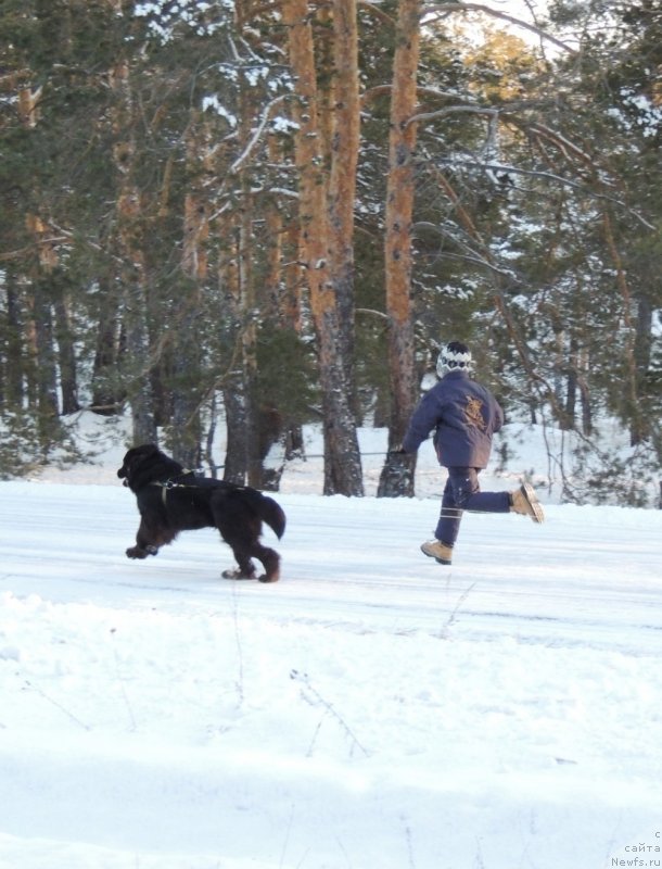 Фото: ньюфаундленд Bi Perfekt Arabella (Би Перфект Арабелла), мой старший сынок