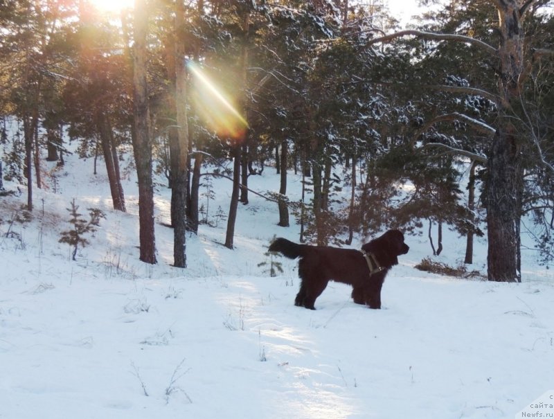 Фото: ньюфаундленд Bi Perfekt Arabella (Би Перфект Арабелла)