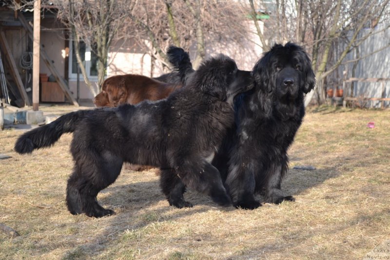 Фото: ньюфаундленд Talisman Morya Mishel' (Талисман Моря Мишель), ньюфаундленд I'm Little Princess Midnight Bear