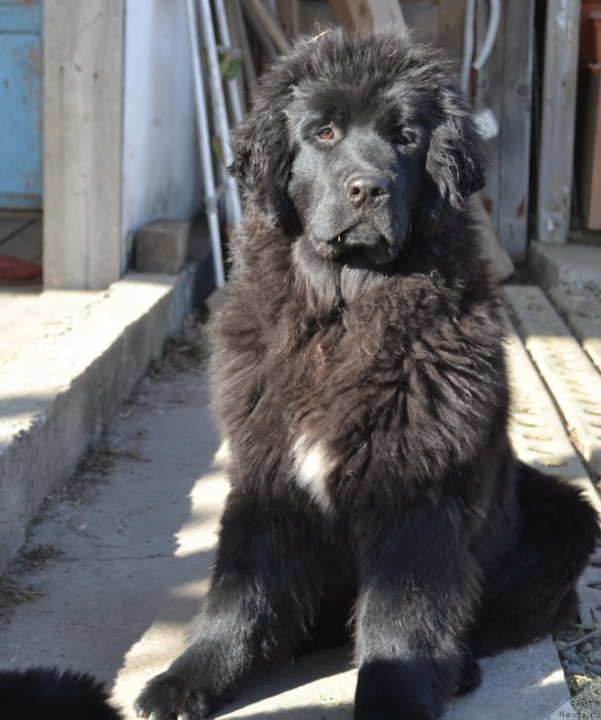 Фото: ньюфаундленд Talisman Morya Mishel' (Талисман Моря Мишель)