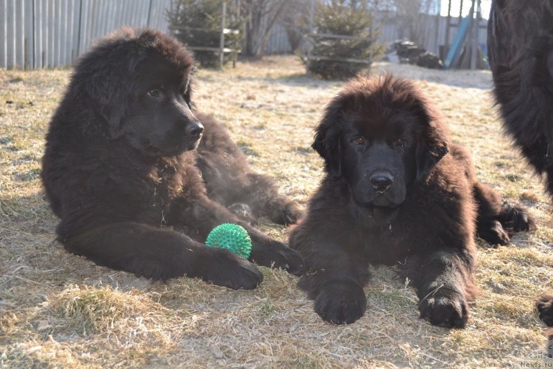 Фото: ньюфаундленд Talisman Morya Magiya Voln (Талисман Моря Магия Волн), ньюфаундленд Talisman Morya Mishel' (Талисман Моря Мишель)