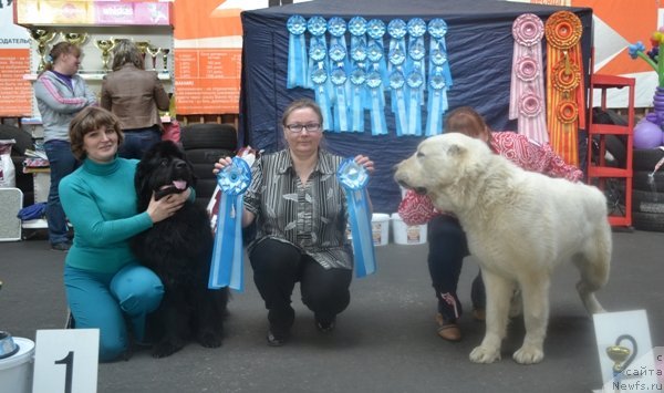 Фото: ньюфаундленд Obayatel'naya Ledi ot Laskovogo Del'fina (Обаятельная Леди от Ласкового Дельфина)
