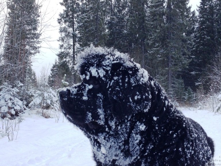 Фото: ньюфаундленд N'yufort Magiya Lyubvi (Ньюфорт Магия Любви)