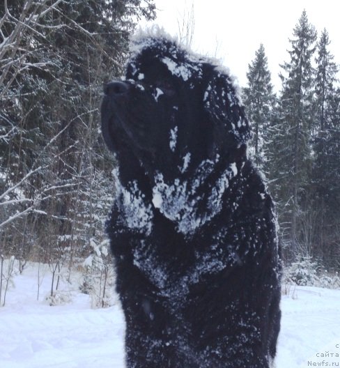 Фото: ньюфаундленд N'yufort Magiya Lyubvi (Ньюфорт Магия Любви)