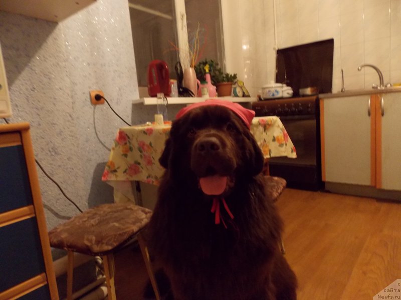 Фото: ньюфаундленд Hohotushka s Berega Dona (Хохотушка с Берега Дона)