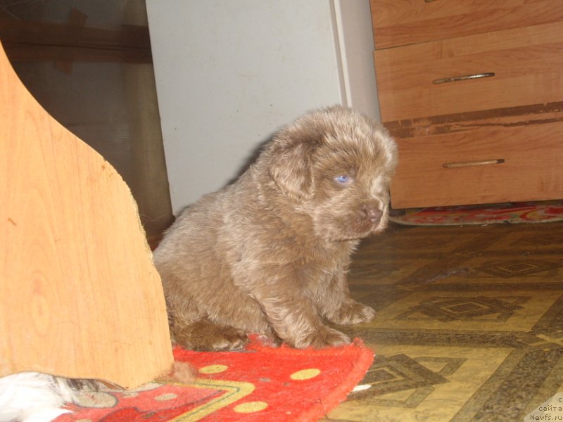 Фото: дочь, ньюфаундленд CHernyiy SHarm Amber Best Dog FO Marleon (Черный Шарм Амбер Бест Дог ФО Марлеон), ньюфаундленд Akvamarinovaya Krasotka dlya Marleon (Аквамариновая Красотка для Марлеон)