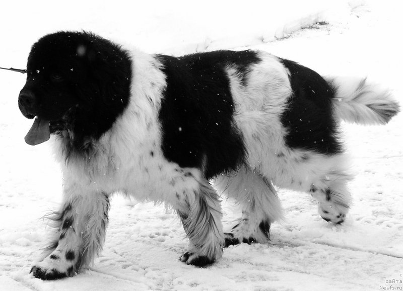 Фото: ньюфаундленд Toad Halls Lucky Day