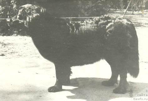 Фото: ньюфаундленд Hippi Tin (Хиппи Тин)