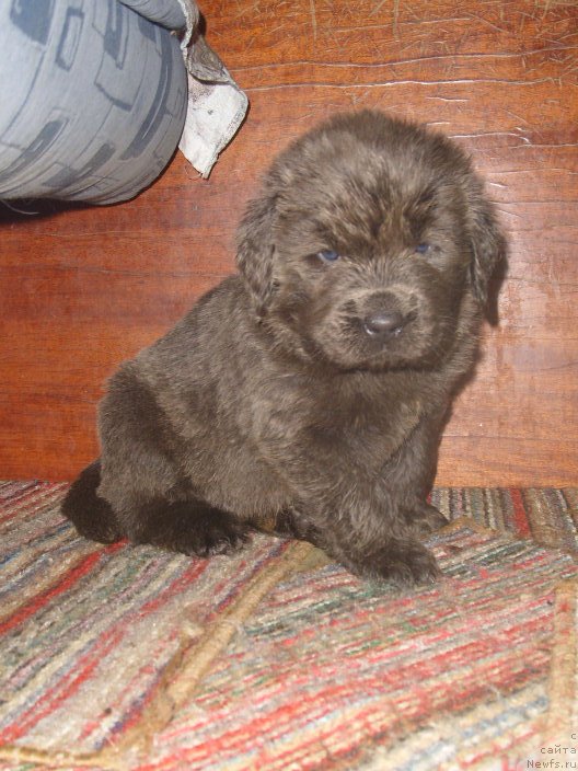 Фотография № 140801