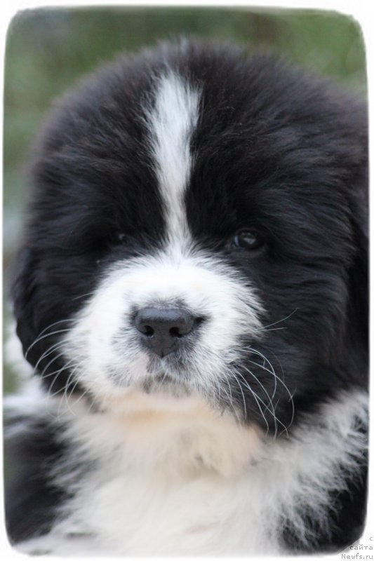 Фото: ньюфаундленд Set The World On Fire Topaz (Сет тхе Ворлд он Фире Топаз)