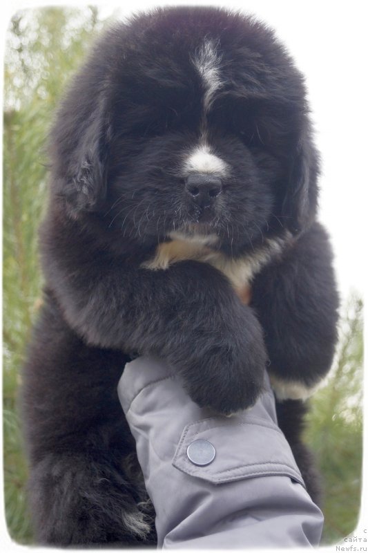 Фото: ньюфаундленд Sapphire King of My Heart (Саппхире Кинг оф Му Хеарт)