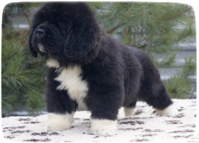 Фото: ньюфаундленд Safirina Katty Scarlett (Сафирина Катту Скарлетт)
