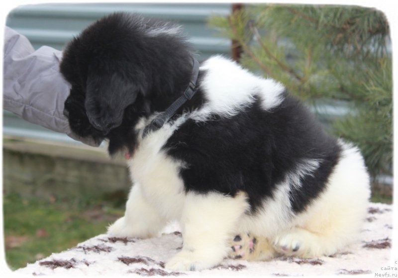 Фото: ньюфаундленд Sunny Safranit Citrine (Сунну Сафранит Цитрине)