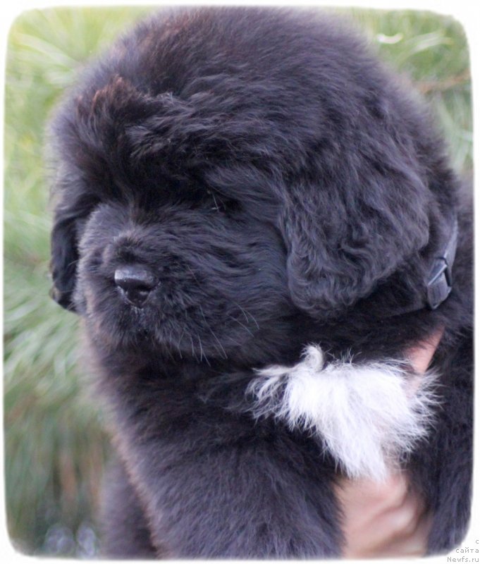 Фото: ньюфаундленд Siberit Sunshine Tourmaline (Сиберит Суншине Тоурмалине)