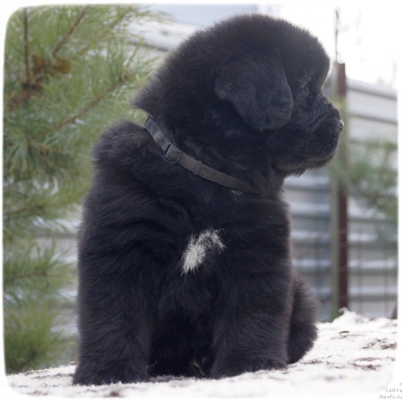 Фото: ньюфаундленд Silver Pearls Ocean Of Faith (Силвер Пеарлс Осеан Оф Фаитх)