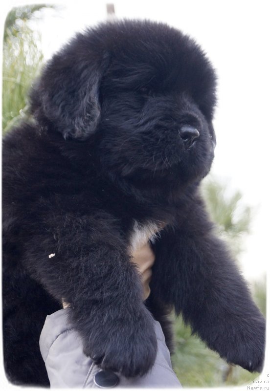 Фото: ньюфаундленд Silver Pearls Ocean Of Faith (Силвер Пеарлс Осеан Оф Фаитх)