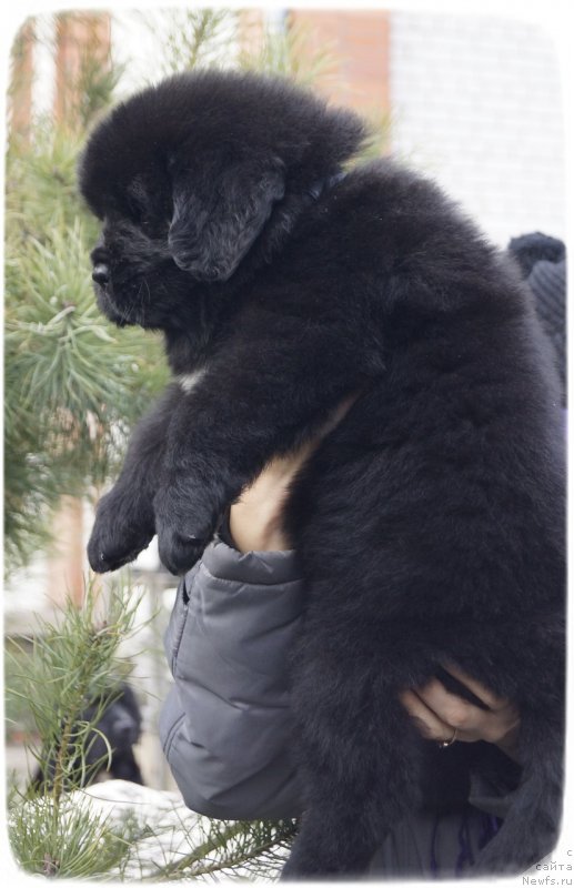 Фото: ньюфаундленд Silver Pearls Ocean Of Faith (Силвер Пеарлс Осеан Оф Фаитх)