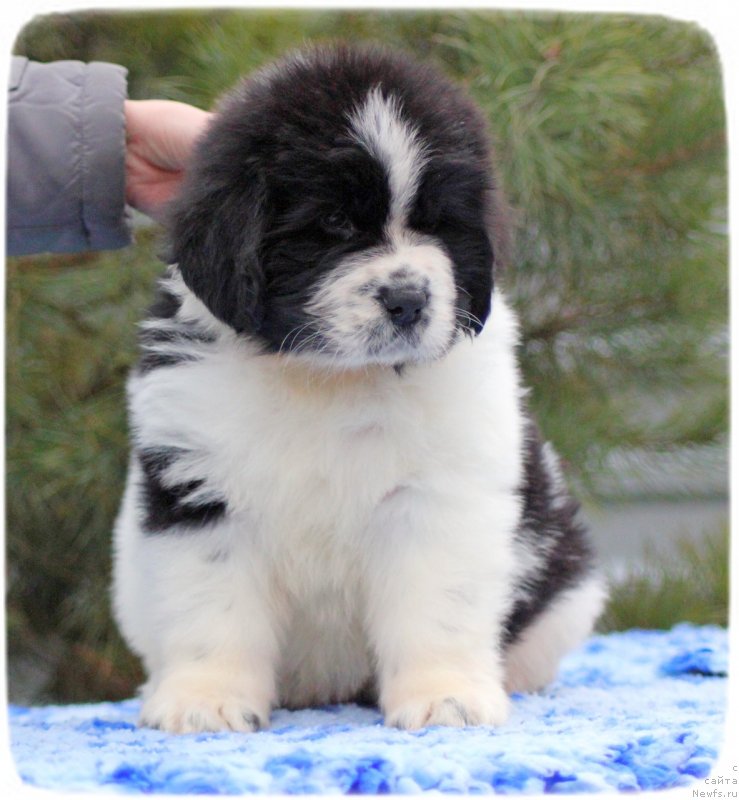 Фото: ньюфаундленд Sky With Diamonds Lazurit (Ску Витх Диамондс Лазурит)