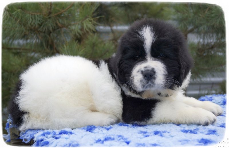 Фото: ньюфаундленд Sky With Diamonds Lazurit (Ску Витх Диамондс Лазурит)