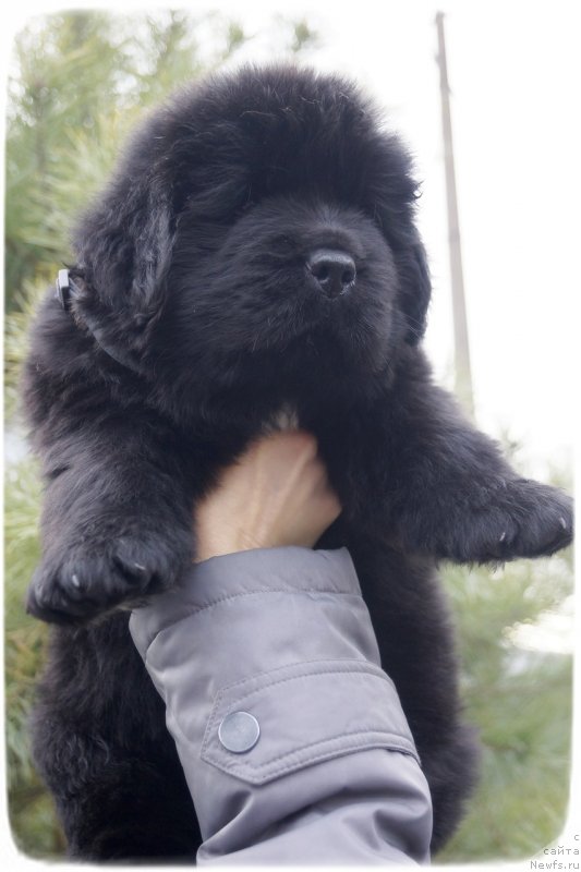 Фото: ньюфаундленд Scythian Emerald Of Wisdom And Hope (Скутхиан Емералд Оф Виздом анд Хопе)