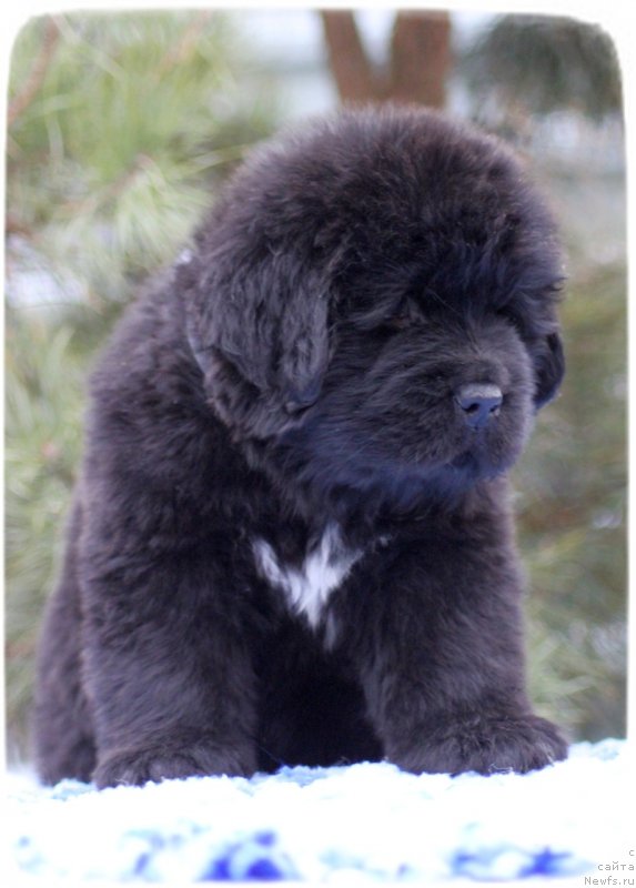 Фото: ньюфаундленд Scythian Emerald Of Wisdom And Hope (Скутхиан Емералд Оф Виздом анд Хопе)
