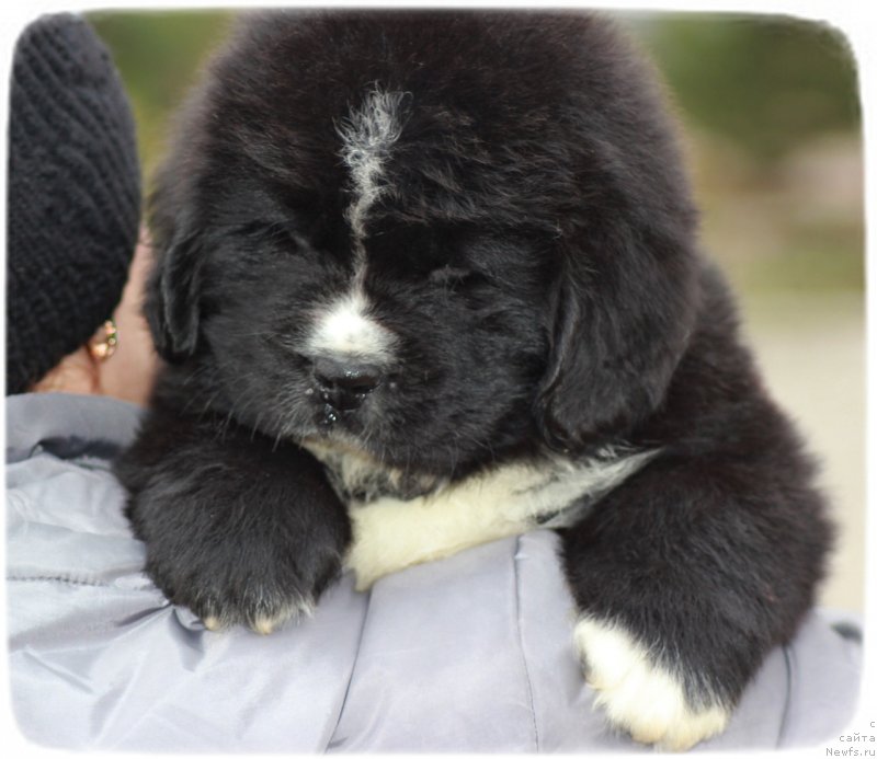 Фото: ньюфаундленд Sapphire King of My Heart (Саппхире Кинг оф Му Хеарт)