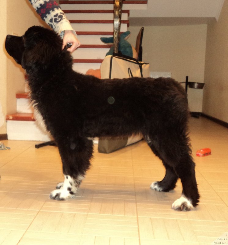 Фото: ньюфаундленд Akvian Song Ledi In Blyek (Аквиан Сонг Леди Ин Блэк)