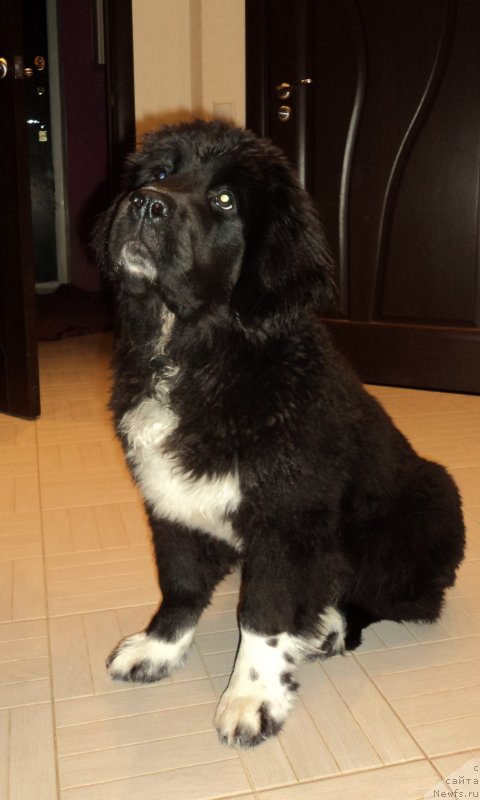 Фото: ньюфаундленд Akvian Song Ledi In Blyek (Аквиан Сонг Леди Ин Блэк)