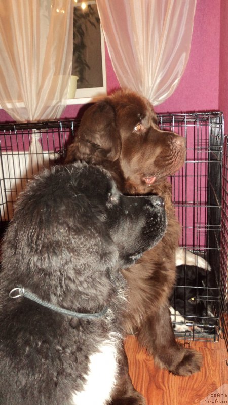 Фото: ньюфаундленд Akvian Song Ledi In Blyek (Аквиан Сонг Леди Ин Блэк), ньюфаундленд Van Len Taym Jenev'eva (Ван Лен Тайм Женевьева)