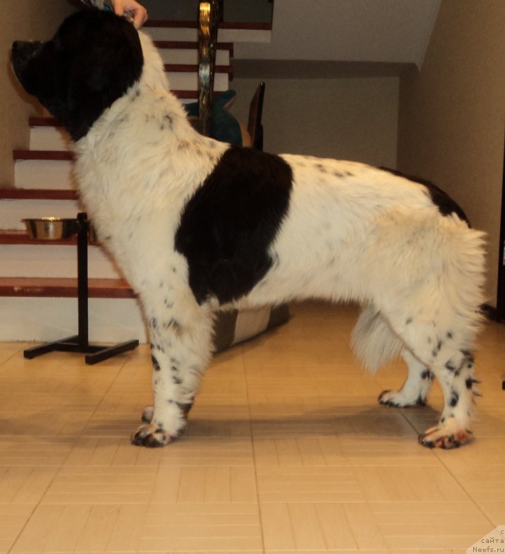 Фото: ньюфаундленд Sent Djons Viva Viktoria (Сент Джонс Вива Виктория)