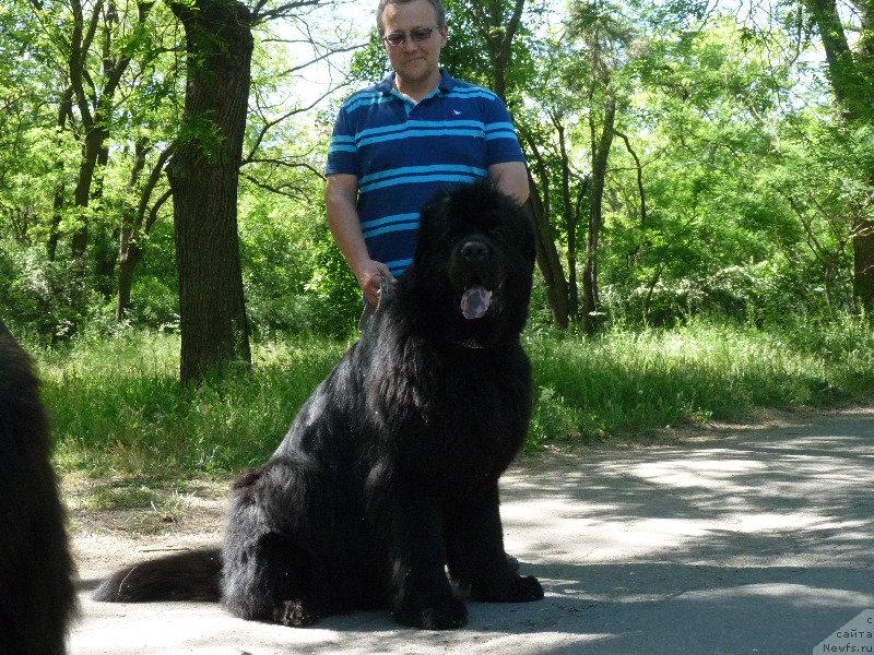 Фото: ньюфаундленд Kanzas Kara Deniz (Канзас Кара Дениз)