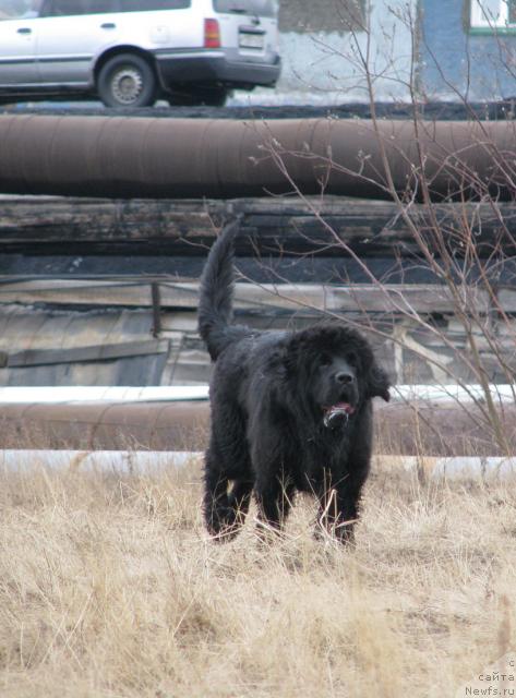 Фото: ньюфаундленд Zhasmine Severny Caprice iz Medvejyego Yara (Жасмин Северный Каприз из Медвежьего Яра)