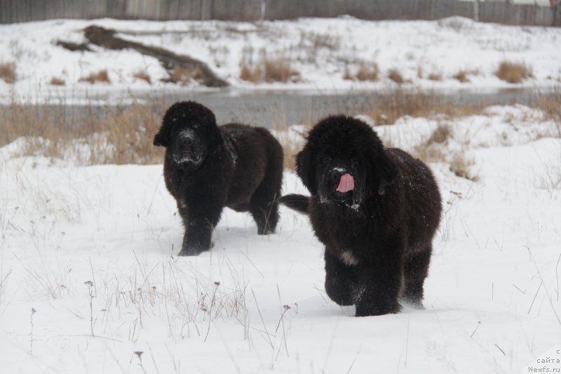 Фото: ньюфаундленд Akvian Song Lavatera (Аквиан Сонг Лаватера), ньюфаундленд Akvian Song Lars Berger (Аквиан Сонг Ларс Бергер)