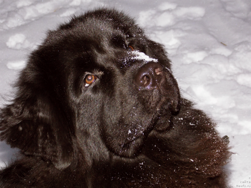Фото: ньюфаундленд Lepestok Lilii (Лепесток Лилии)