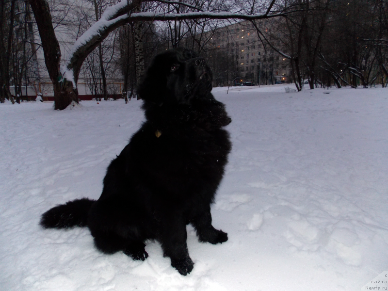 Фото: ньюфаундленд Lepestok Lilii (Лепесток Лилии)
