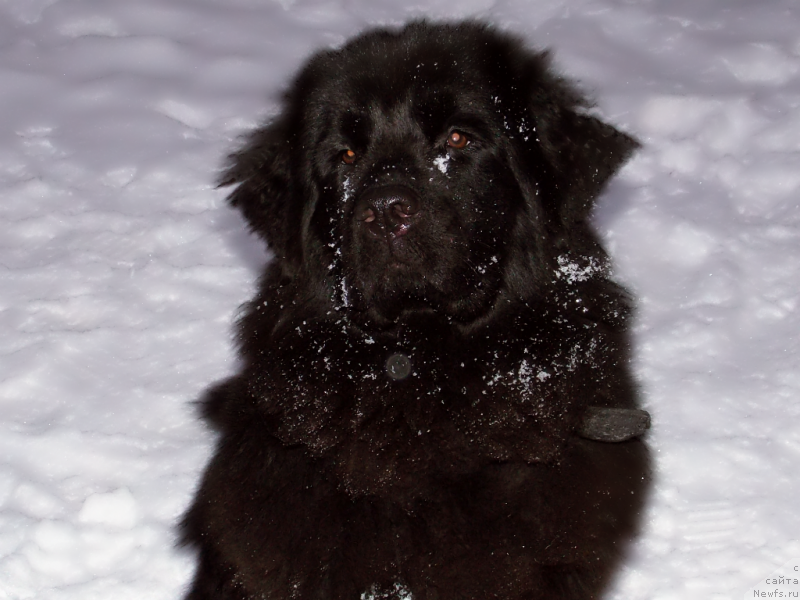 Фото: ньюфаундленд Lepestok Lilii (Лепесток Лилии)