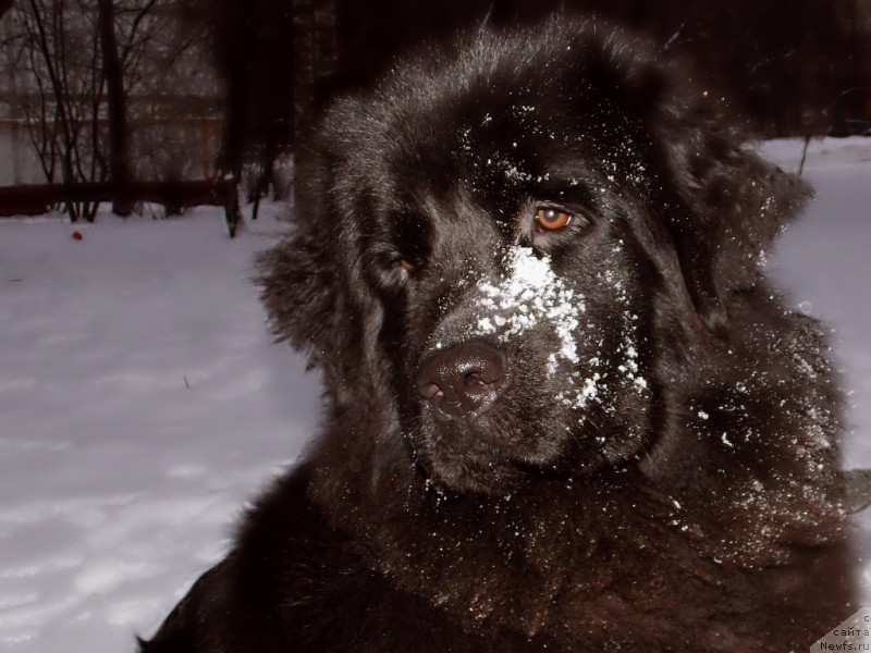Фото: ньюфаундленд Lepestok Lilii (Лепесток Лилии)