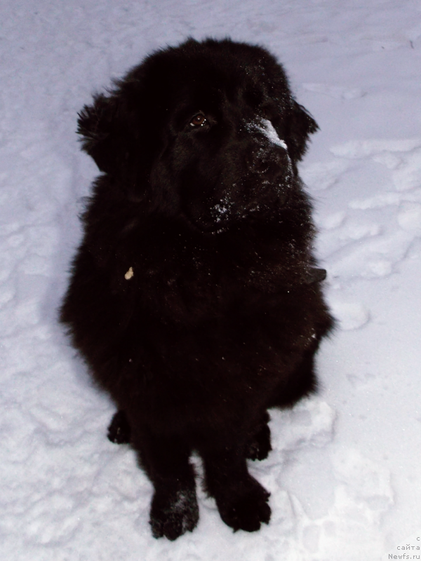 Фото: ньюфаундленд Lepestok Lilii (Лепесток Лилии)