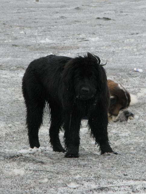 Фото: ньюфаундленд Zhasmine Severny Caprice iz Medvejyego Yara (Жасмин Северный Каприз из Медвежьего Яра)
