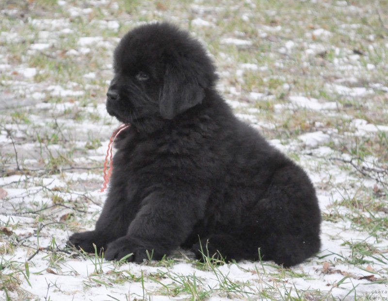 Фото: Бегущая по волнам Ричин Старс