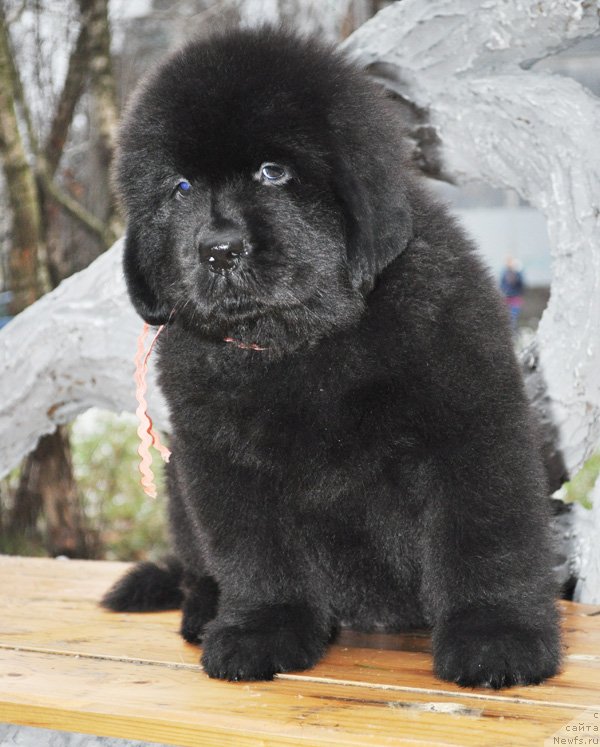 Фото: Бегущая по волнам Ричин Старс