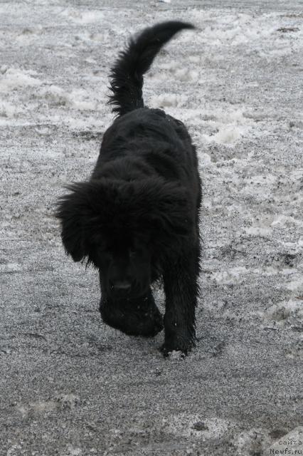 Фото: ньюфаундленд Zhasmine Severny Caprice iz Medvejyego Yara (Жасмин Северный Каприз из Медвежьего Яра)