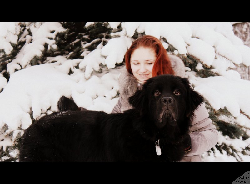 Фото: ньюфаундленд Chernyj Chank s Berega Dona (Черный Чанк с Берега Дона)