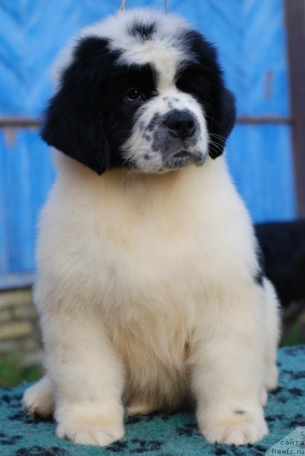 Фото: ньюфаундленд Flyufi Avalanch Paladin (Флюфи Аваланч Паладин)