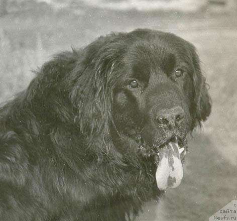 Фото: ньюфаундленд Hyeppi Zar (Хэппи Зар)