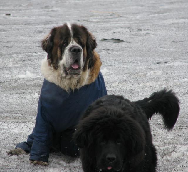 Фото: ньюфаундленд Zhasmine Severny Caprice iz Medvejyego Yara (Жасмин Северный Каприз из Медвежьего Яра)