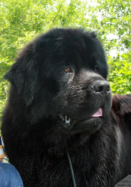 Фото: ньюфаундленд Potap Fidel' (Потап Фидель)